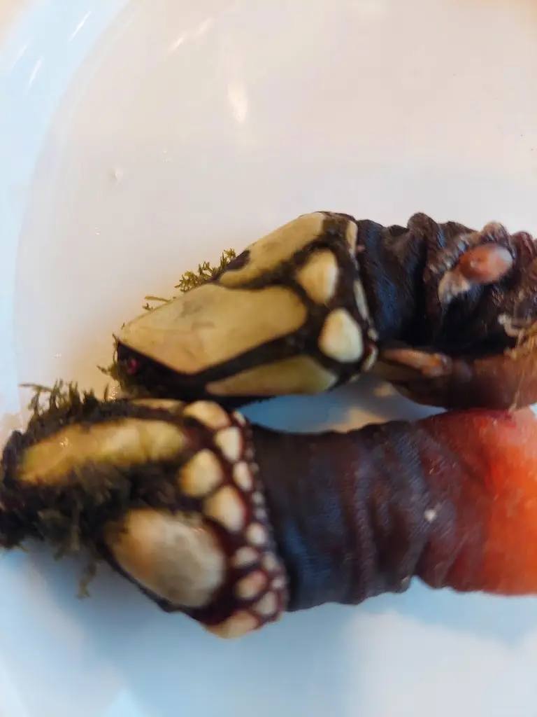 Menu_Marisqueira de Ribamar_Ribamar_immagine_9