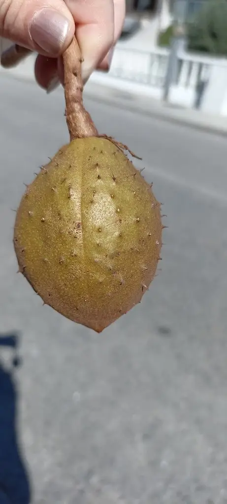 Menu_Copus Bar Restaurante_Sabugal_image_9