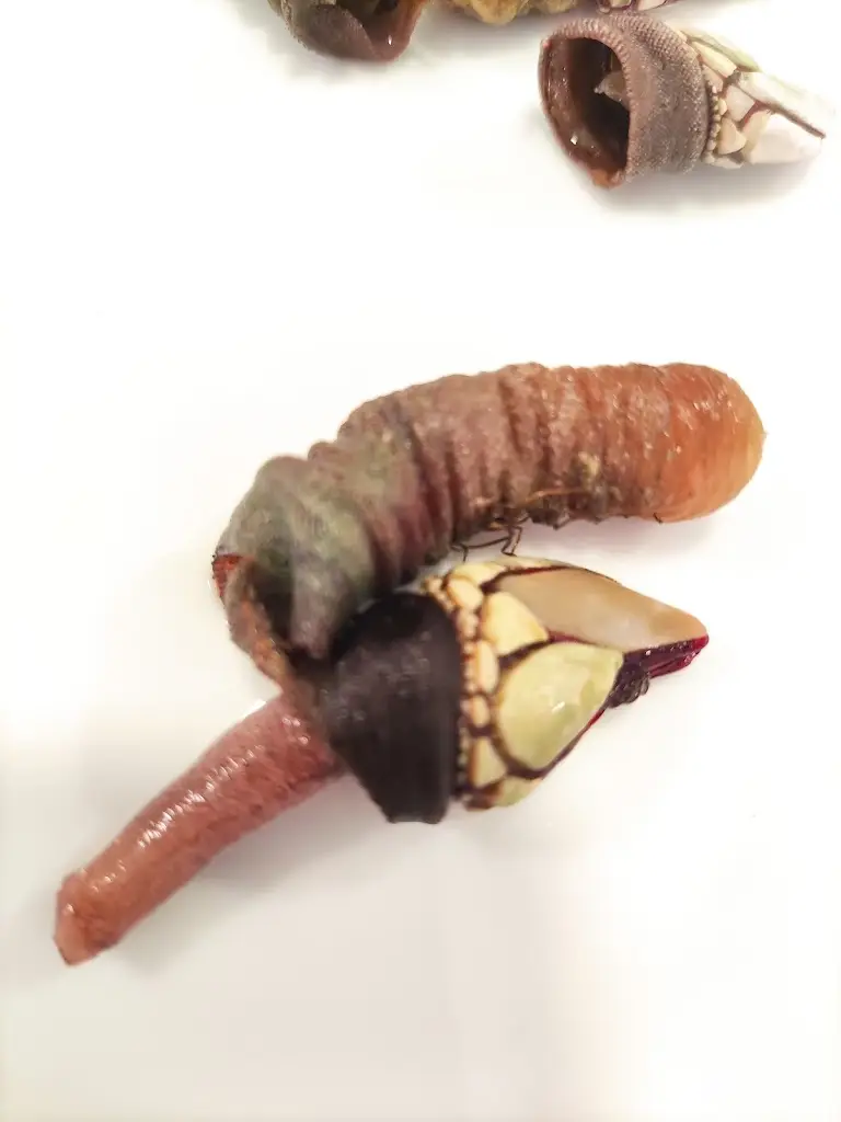 Menu_Rouxinol_Rio de Mouro_immagine_8