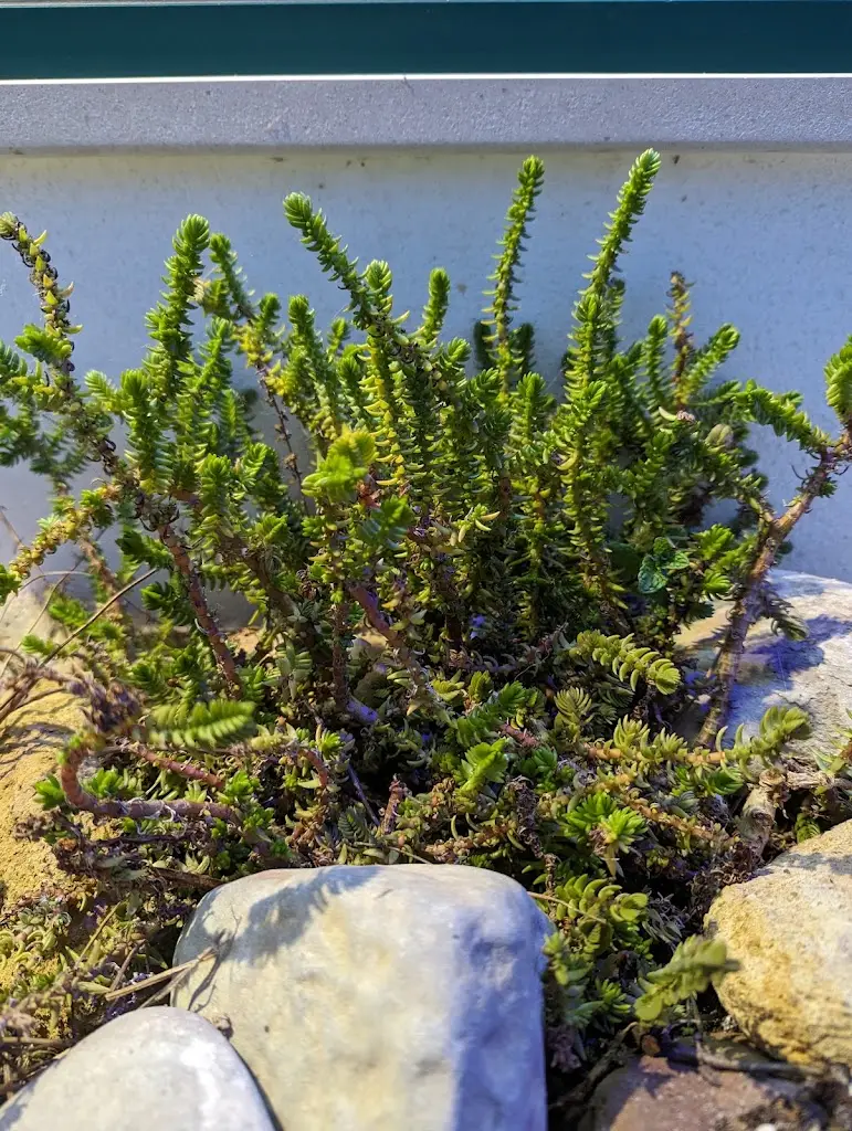 Lorna O. Davison (Anrold)_Pizzaria Portobello_São Martinho_recensione