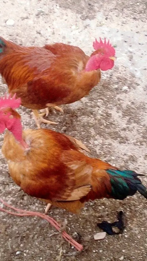 Menu_Café/Restaurante Nova Tentação_Vila Franca do Rosário_immagine_8