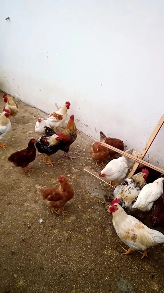 Café/Restaurante Nova Tentação_Vila Franca do Rosário_slider_image_3