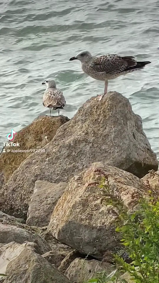 jose angelo morgado_Restaurante Cantinho do Pinheiro_Pataias_reseña