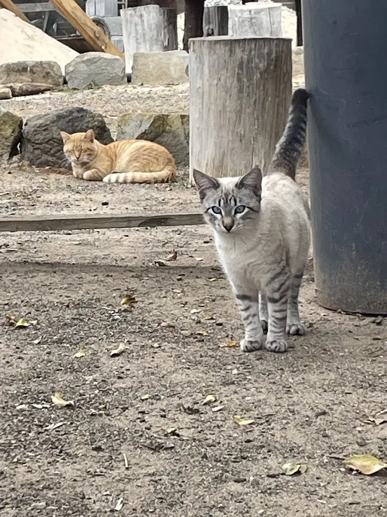 Eleonora Panciroli_Restaurante Adega das Levadas_Porto Santo_recensione