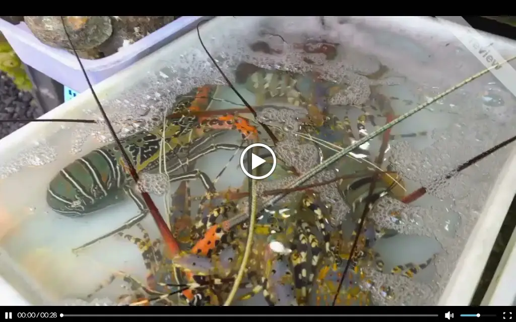 Restaurante Lua_Carvalhosa_slider_image_2