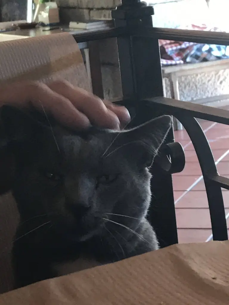 Albertina Alves_O Palheiro_Rebordosa_recensione