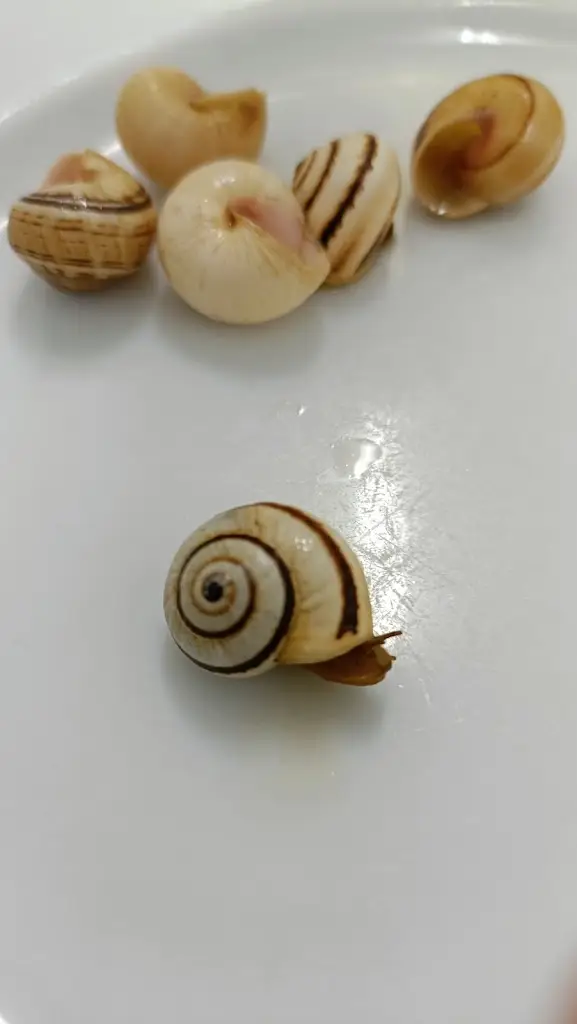 Menu_Boa Esperança_Bemfica_immagine_6