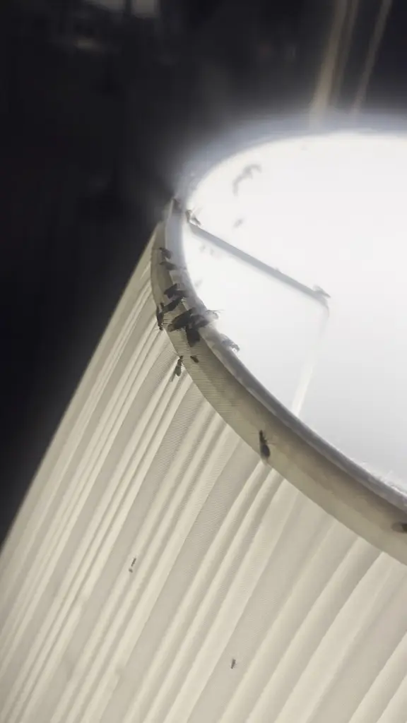 Hannah P_Il Vero Italian Kitchen & Bar_Vilar do Paraíso_reseña