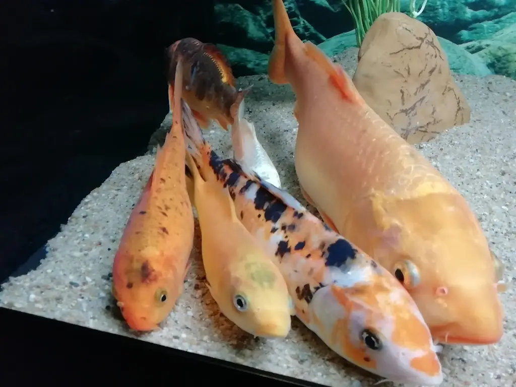 Menu_Foz Zêzere_Praia do Ribatejo_immagine_1