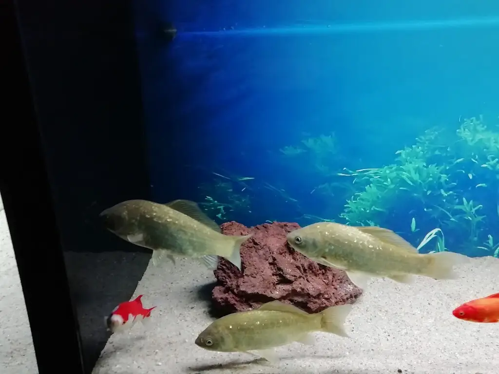 Menu_Foz Zêzere_Praia do Ribatejo_immagine_2