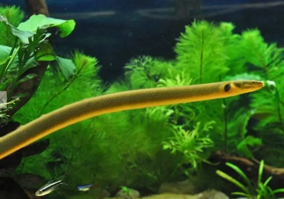 Menu_Foz Zêzere_Praia do Ribatejo_immagine_3