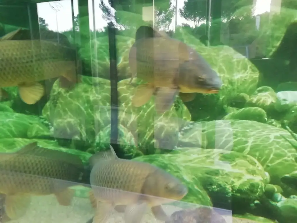 Menu_Foz Zêzere_Praia do Ribatejo_immagine_4