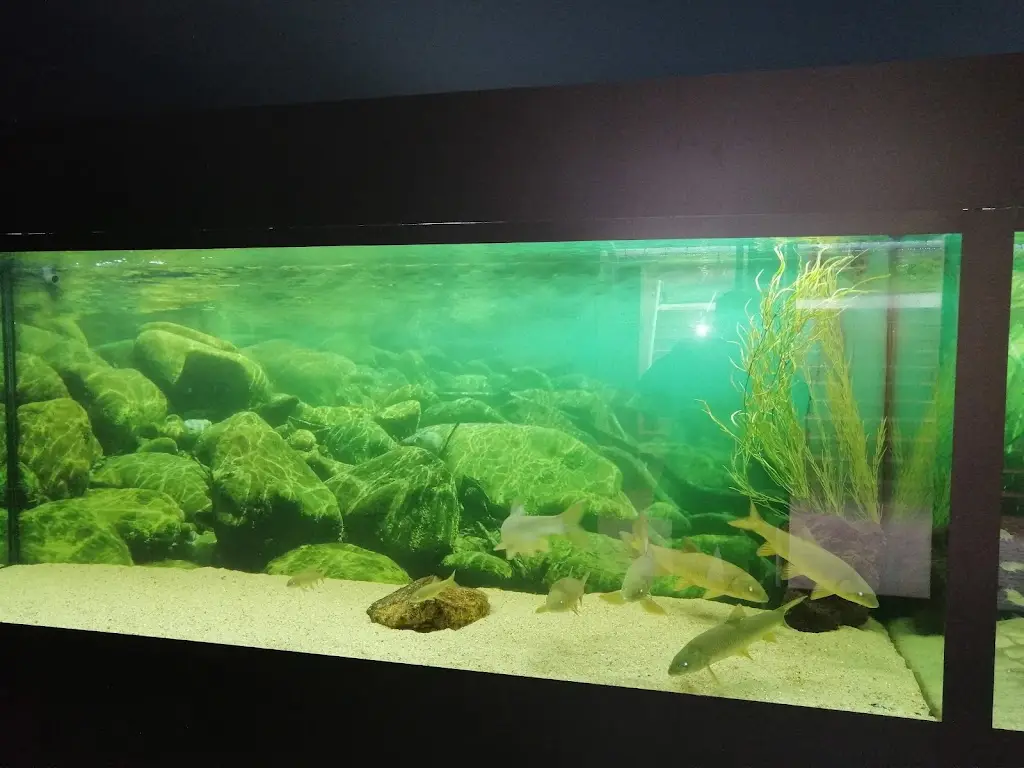 Filipe Pinto_Foz Zêzere_Praia do Ribatejo_recensione