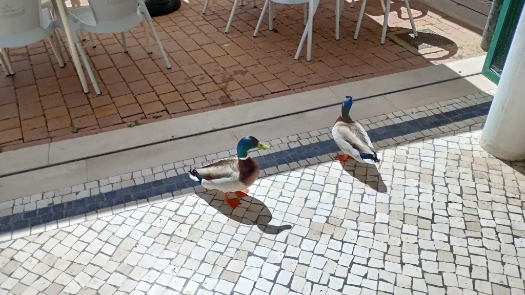 AMTRS_Pézinhos no Rio_Praia do Ribatejo_reseña