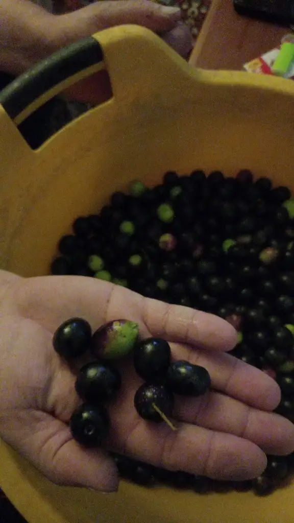 Menu_Café Feliz_Ferreira do Zêzere_immagine_8