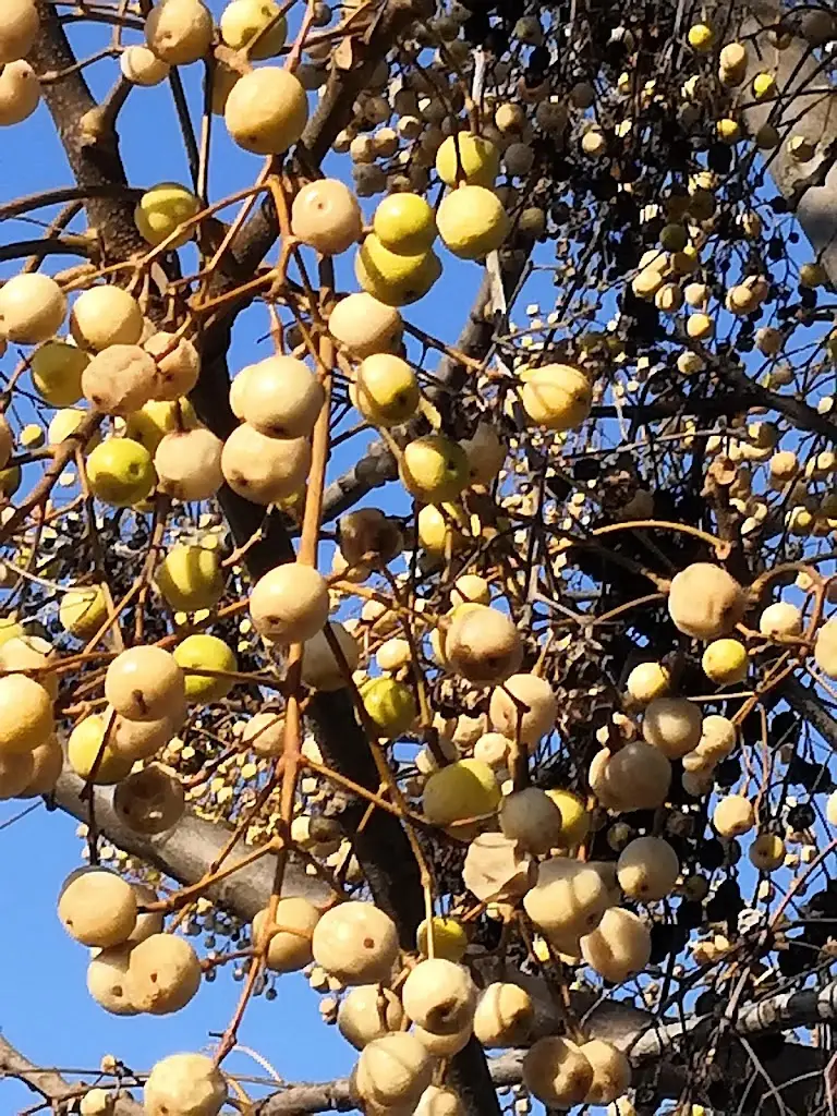 Menu_Restaurante A Gamela dos Sonhos_Riachos_immagine_4
