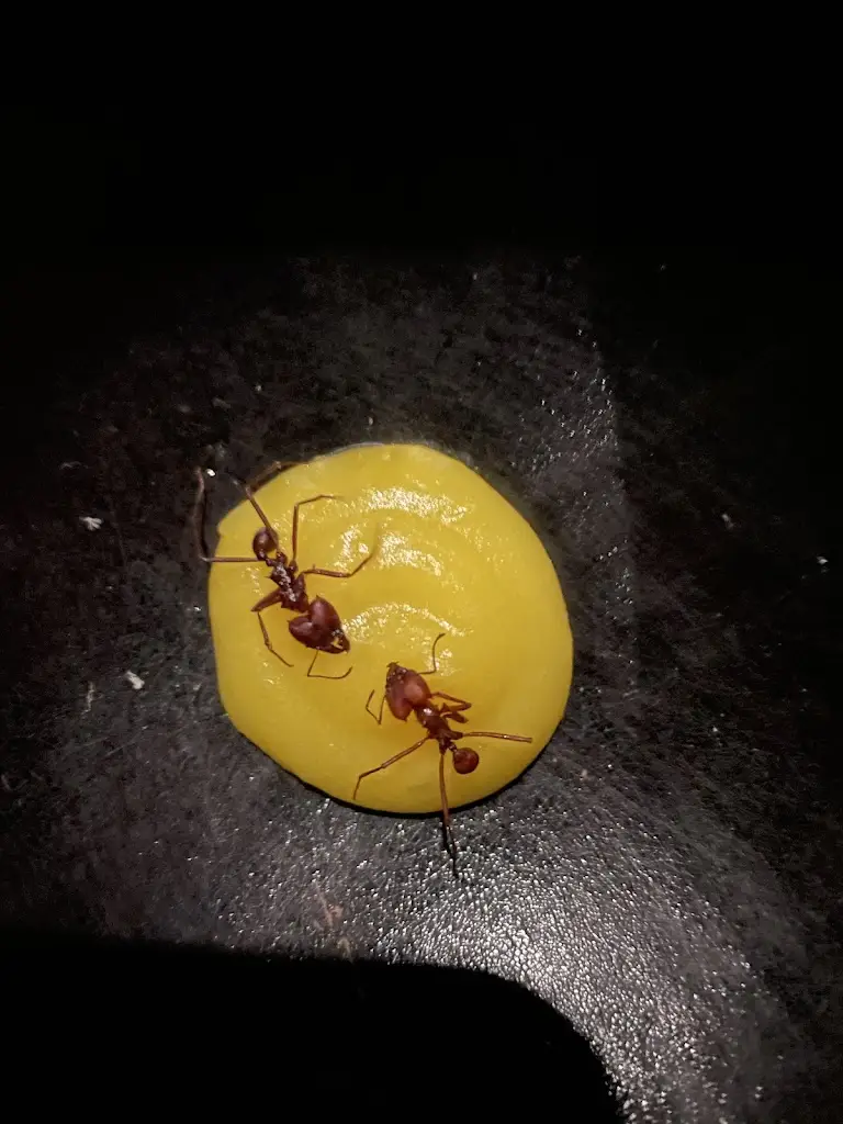 Salima ouchane_Santo António_Costa de Caparica_review