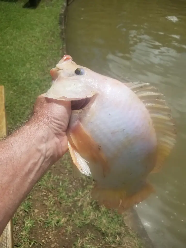 Patolas “Patolas” Pats_Centauros Restaurante, Pastelaria, Petiscos e Bar_Lavradio_review