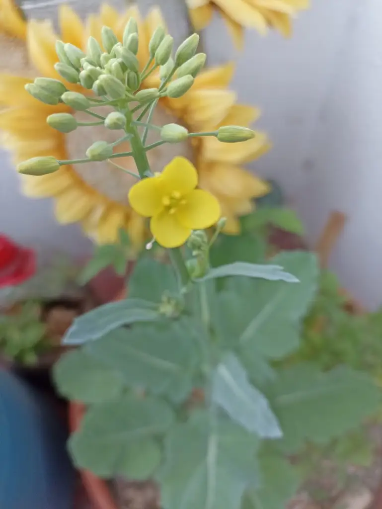 Marcelo Nascimento_Xirelo's Bar_Monção_review