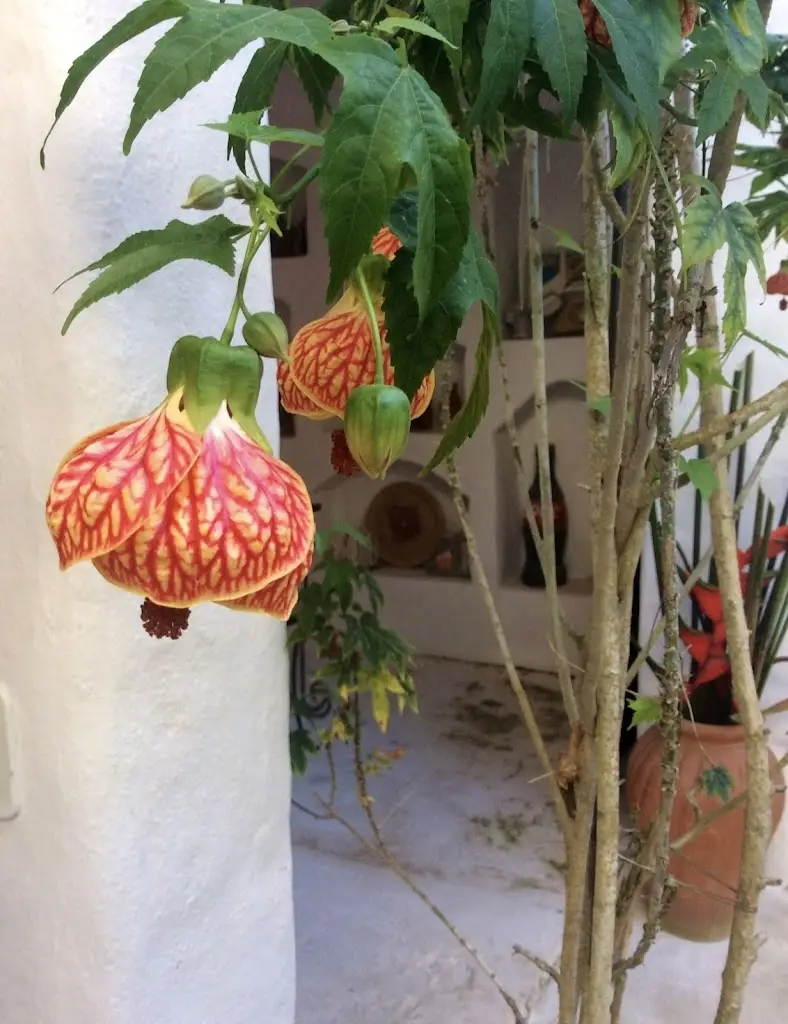 Lucas Cunha_Pastelaria Doce Paiva_Vila Nova de Paiva_recensione