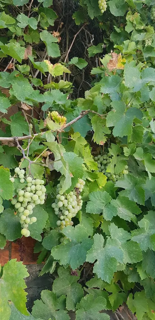 Menu_O Chafariz_Aljustrel_immagine_1