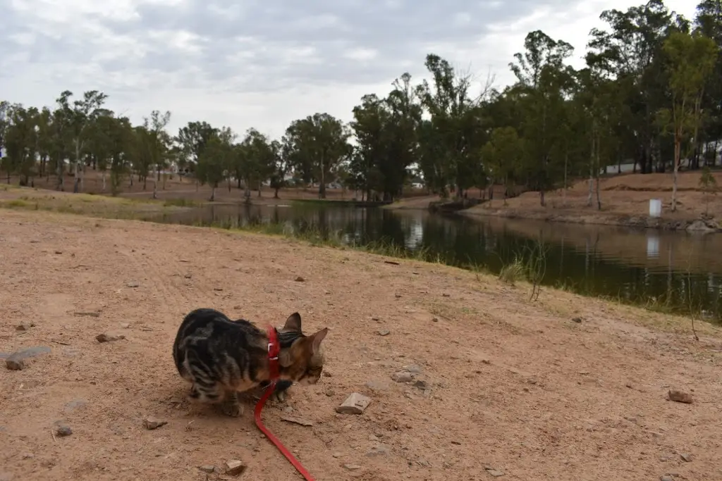 H d'Almeida_Minas de São Domingos_Minas de São Domingos_recensione