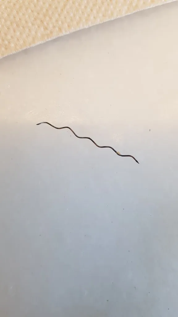 정정쌤TV_Viena_Esplugues de Llobregat_review