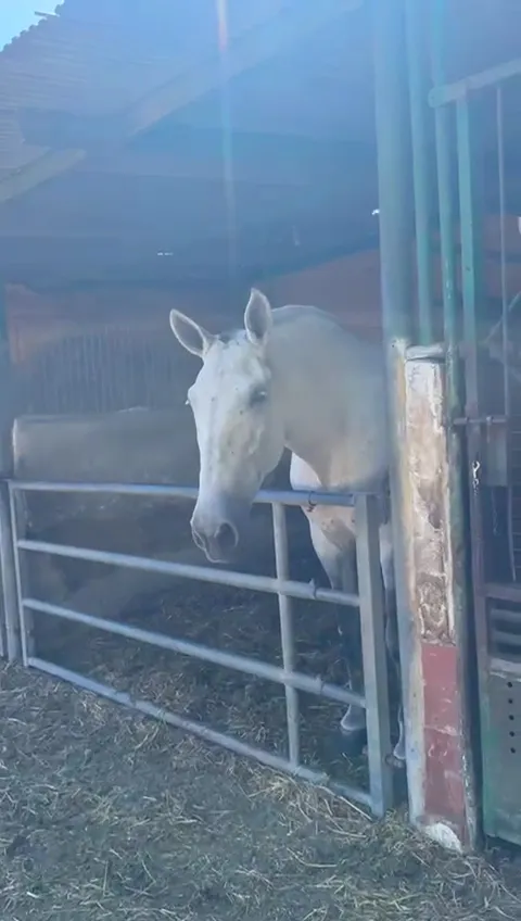 Carlo M_Braseria Hípica Cubelles_Cubelles_review