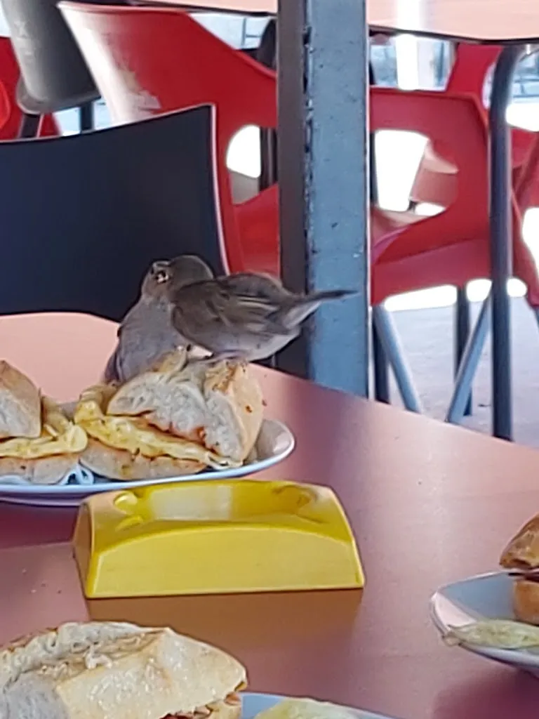 Menu_Bar La Piscina_Mediona_image_7