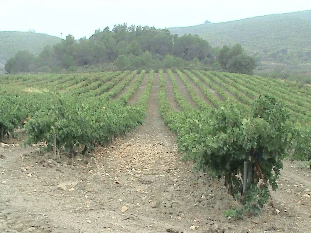 Finca Brugas - Heretat Lluch restaurant in Mediona