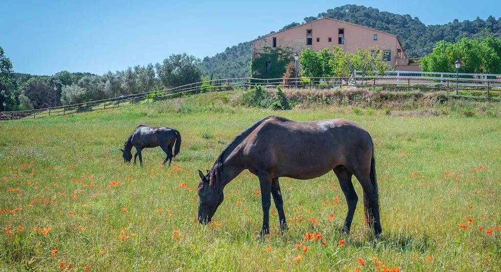 Ristorante La Volpe Pino restaurant in Montegiordano