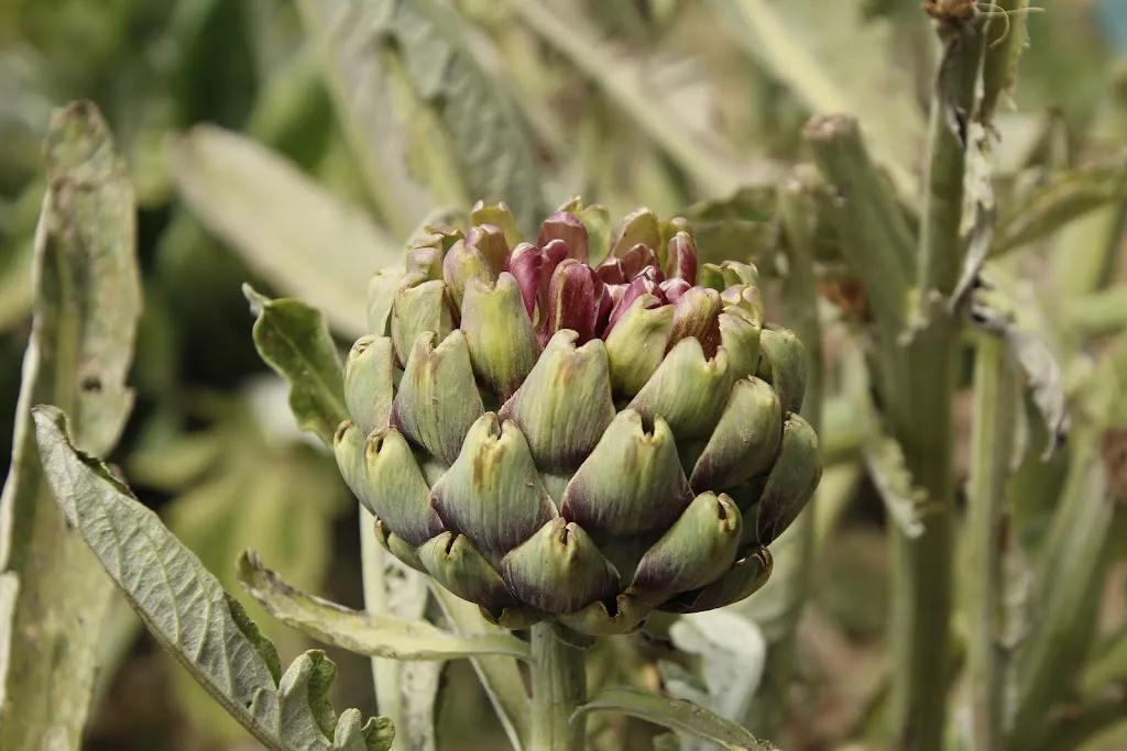 Restaurant Cuina d'Avui_Molins de Rei_slider_image_2