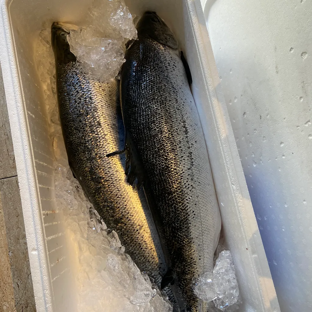 Menu_Oyaki sushi Palau_Palau-solità i Plegamans_image_8