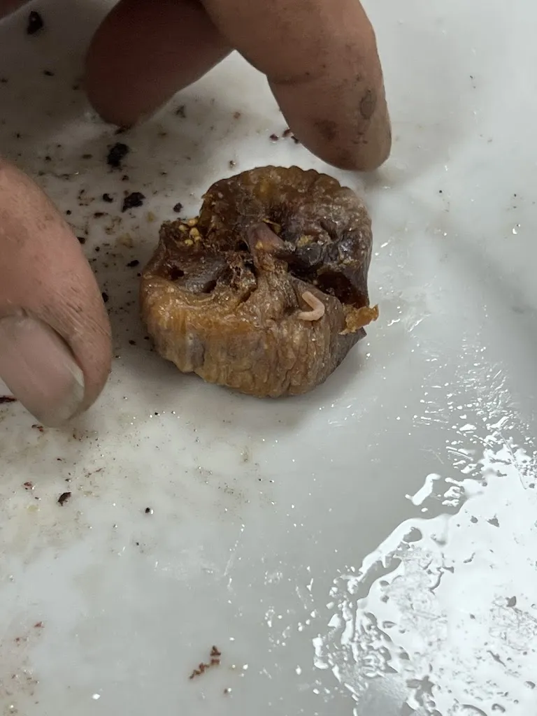 Jordi Soler Acedos _Restaurant Sant Celoni_Sant Celoni_review