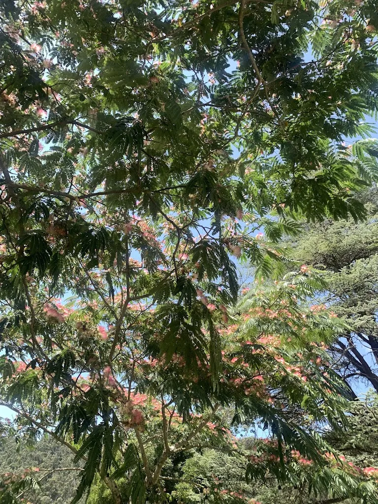 MALO SERÁ_Restaurante la Central_Noia_review