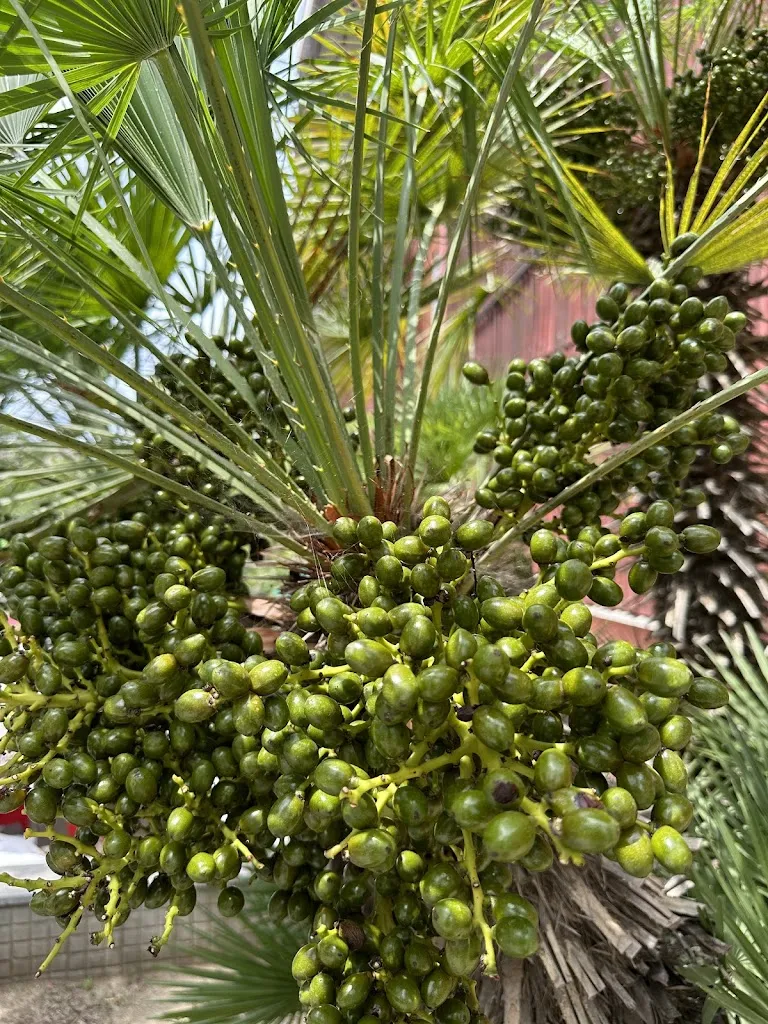 Mary Feiz_Bar Restaurant CAN MAGINAS_Sant Feliu de Llobregat_review