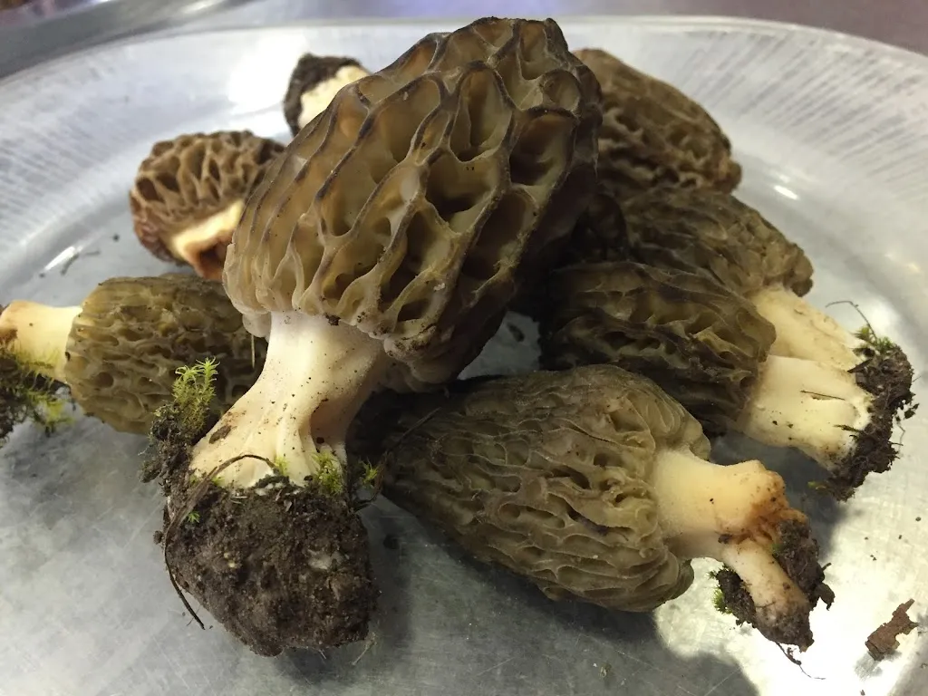 Menu_Vavi Scp _Sant Quirze Safaja_image_5