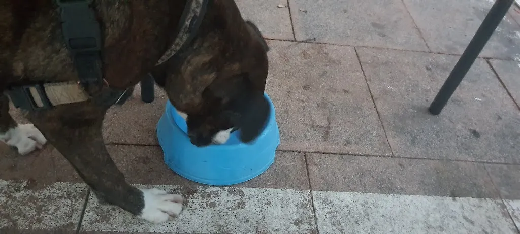 Maria Rodriguez_Can Oliver_Sant Pere de Ribes_review