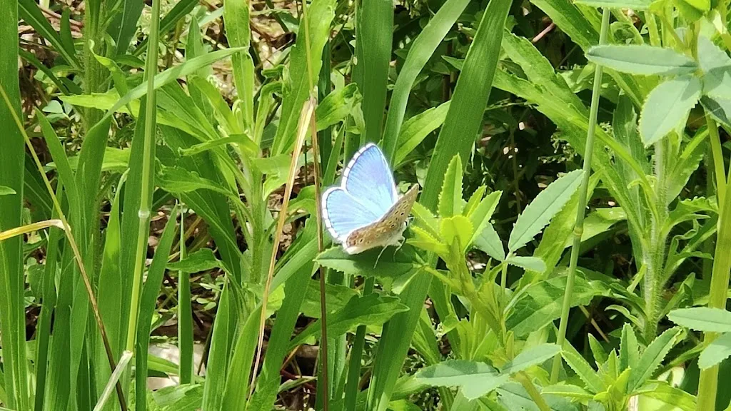 Carles Guillem_Riera Merles_Santa Maria de Merlès_review