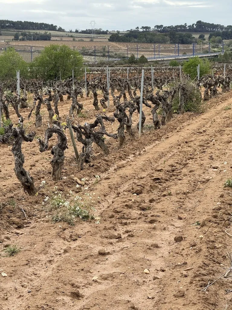 Unknown Reviewer_Masia Canals Casanovas_Subirats_review