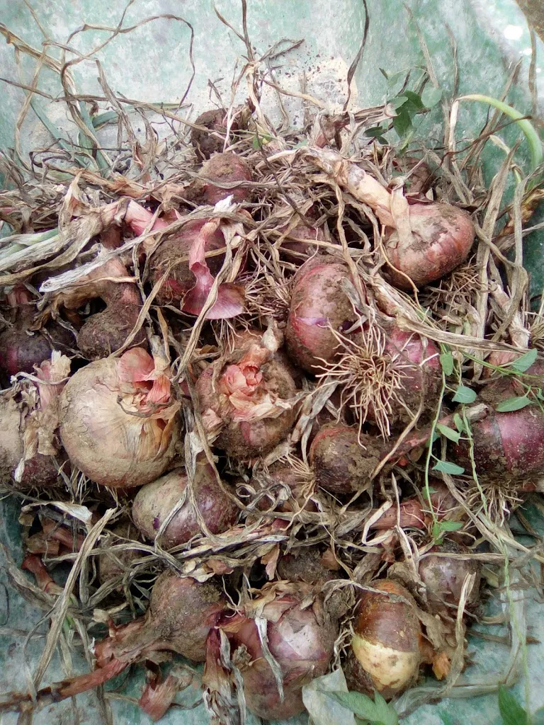 Menu_IT ALONSOTEGI Zerbait Inedit_Alonsotegi_image_1