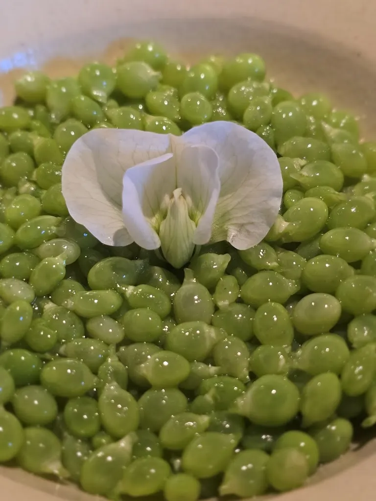 Leonardo Ona_Txispa_Atxondo_recensione