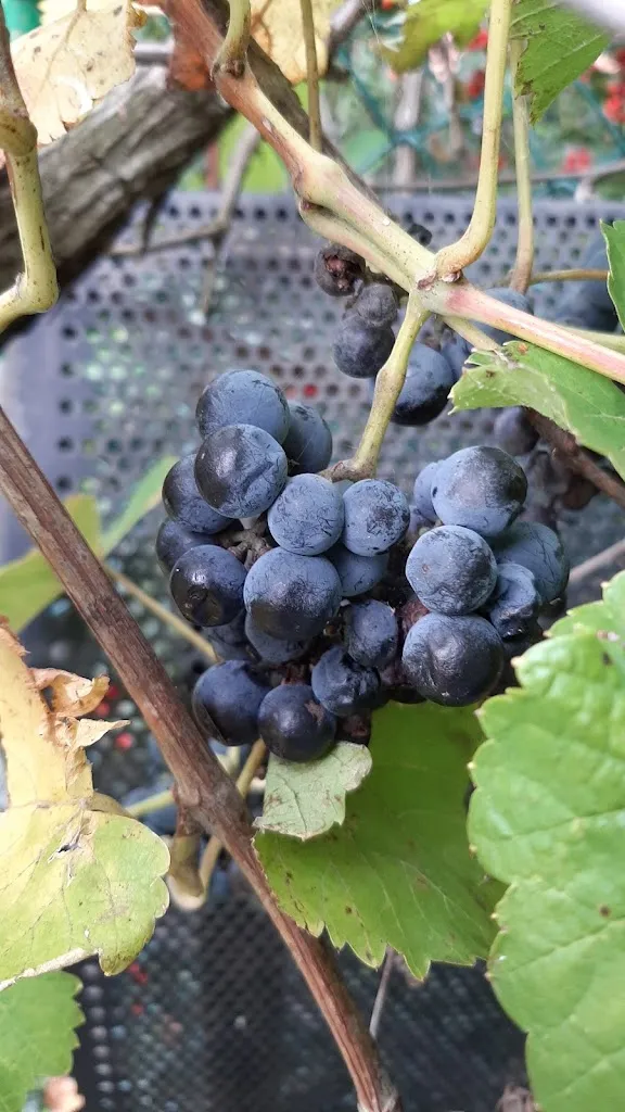 Miguel Angel Martin Manibardo (hilargiak)_Restaurante Argaetxe_Barakaldo_review