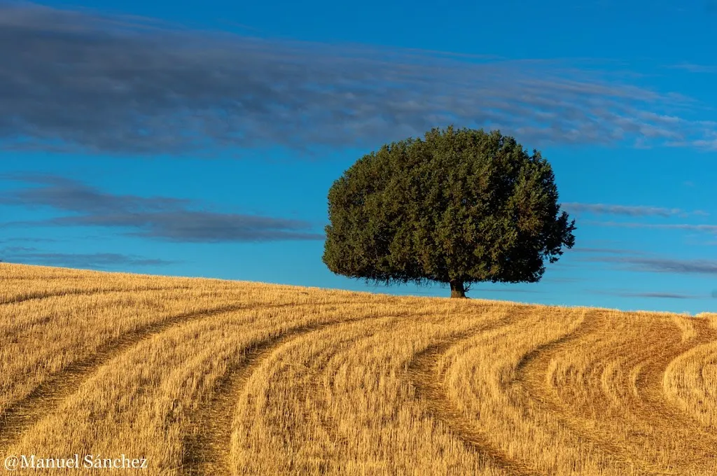 LA PLAZA restaurant in Arauzo de Torre