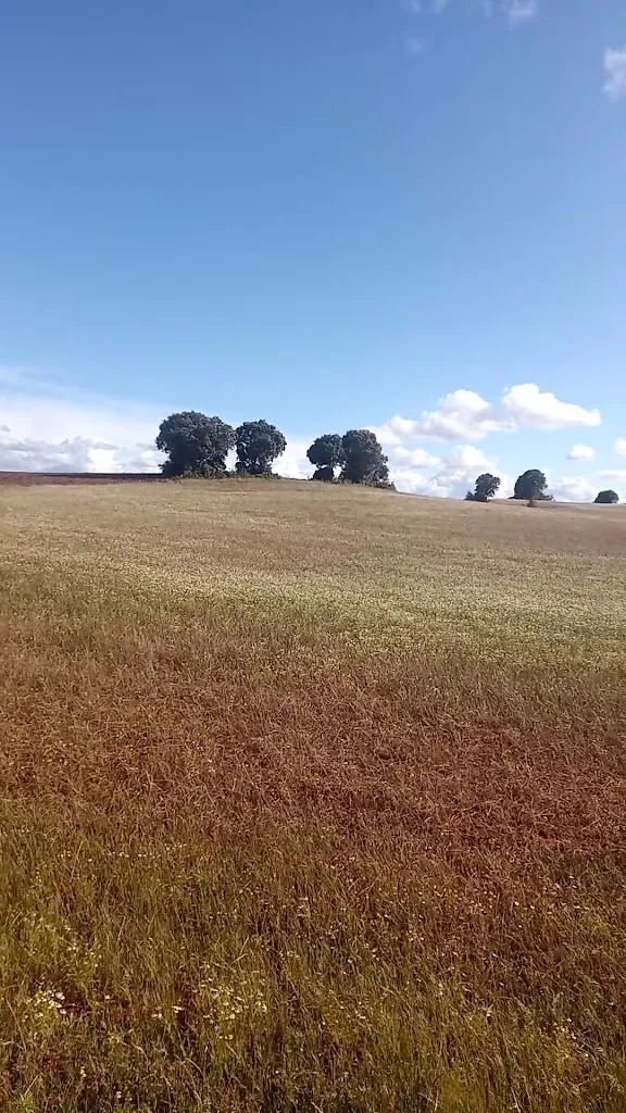 Ayuntamiento de Arauzo de Salce restaurant in Arauzo de Salce