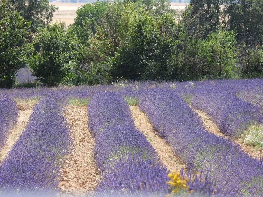 Mónica_Aire De Arlanza. Lavanda y turismo rural en Burgos._Cilleruelo de Arriba_review