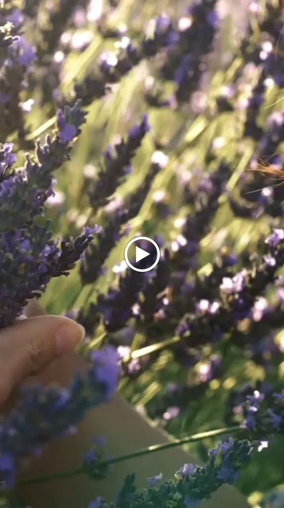 Aire De Arlanza. Lavanda y turismo rural en Burgos._Cilleruelo de Arriba_slider_image_2