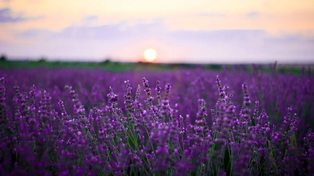 Aire De Arlanza. Lavanda y turismo rural en Burgos._Cilleruelo de Arriba_slider_image_3