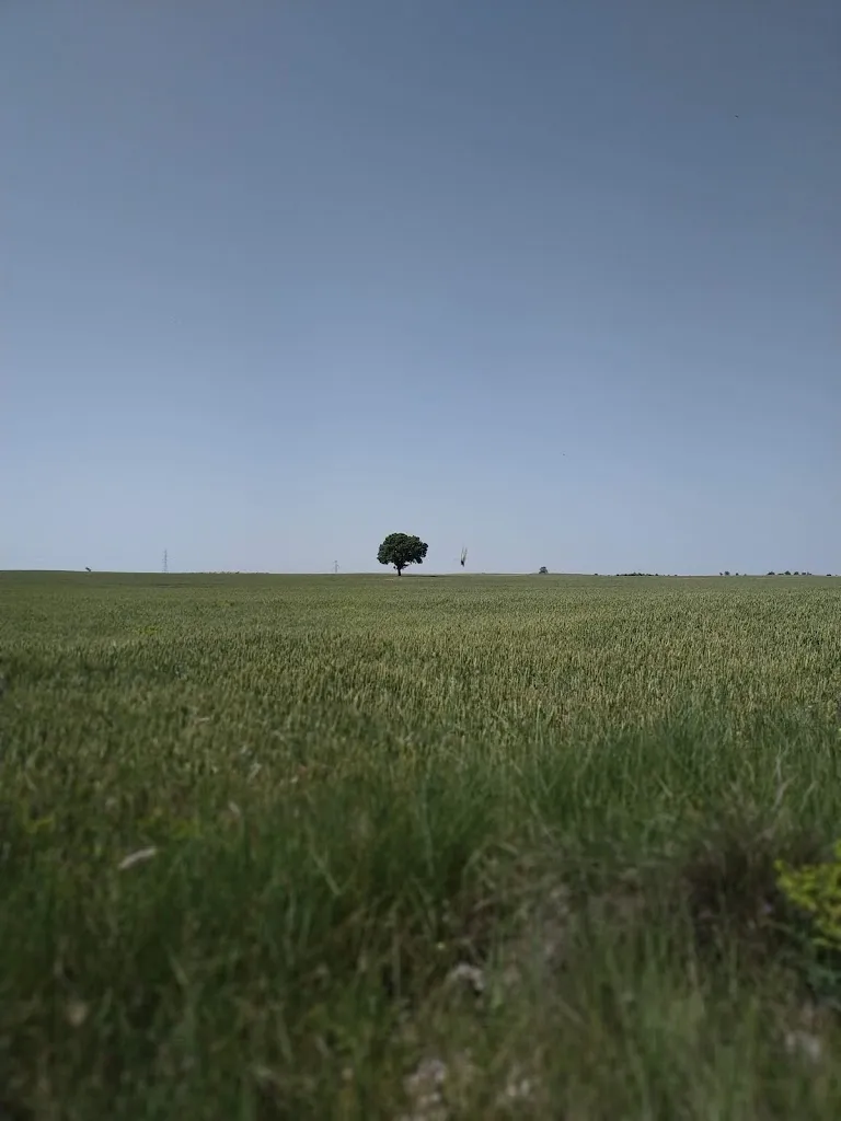 Artur Kurzeja_THE GREEN TREE_Hornillos del Camino_review