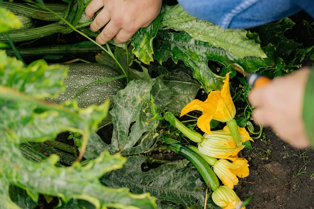 Pellens_Nebreda_slider_image_2